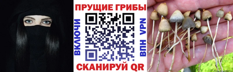 Галлюциногенные грибы Psilocybe  Шахунья 
